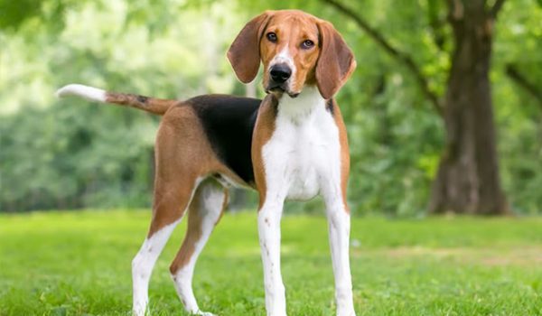 Foxhound anglais