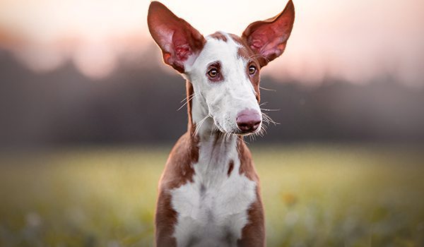 Ibizan Hound