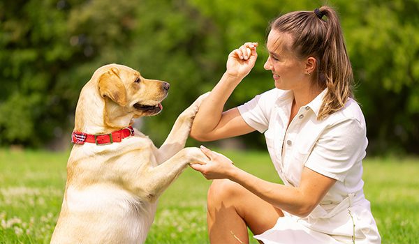 Les 10 commandes essentielles à enseigner à son chien