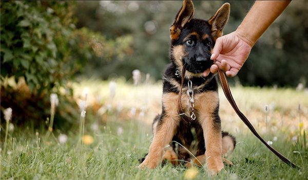 Les bases de l’éducation du chiot