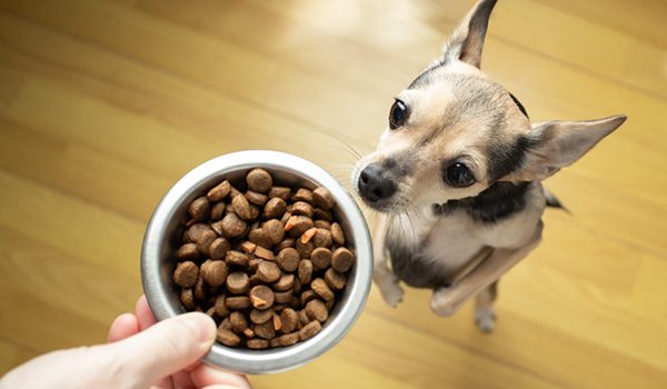Les meilleures croquettes pour chien