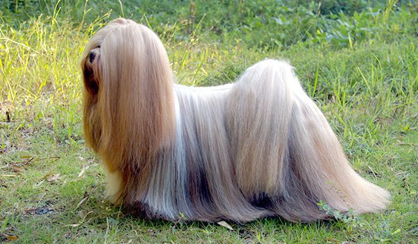 Lhassa apso