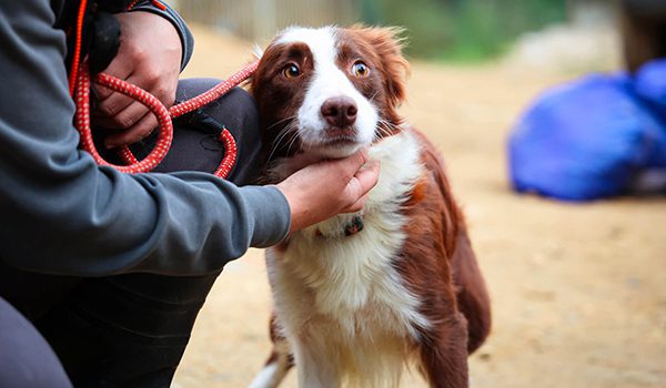 Mon chien a peur des autres chiens : désensibilisation progressive