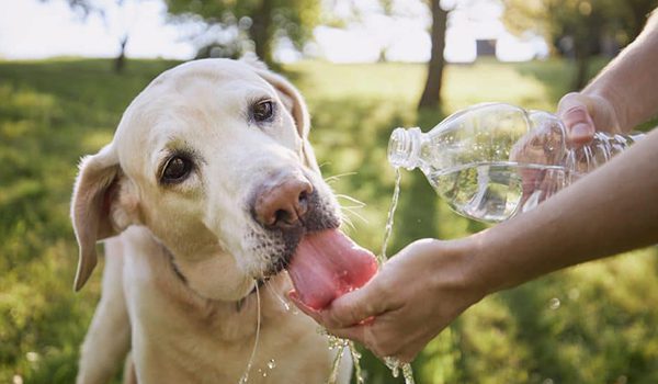 Mon chien boit beaucoup d'eau