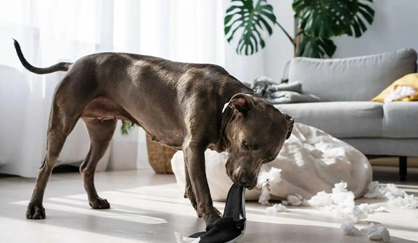 Mon chien détruit tout