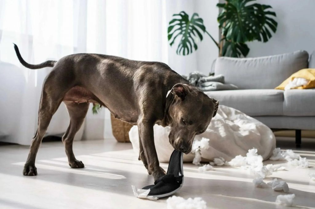 Mon chien détruit tout quand je pars