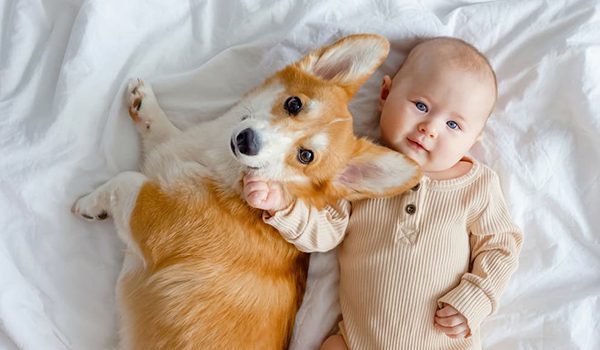 Mon chien et mon bébé