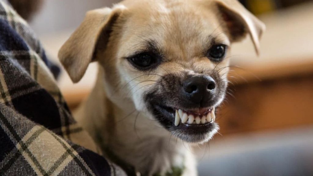 Mon chien grogne quand on le caresse  : comprendre et agir