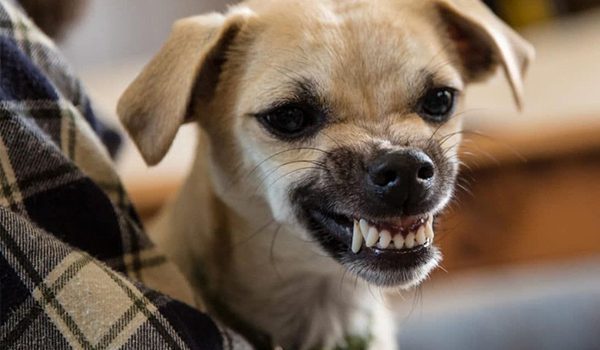 Mon chien grogne quand on le caresse : comprendre et agir