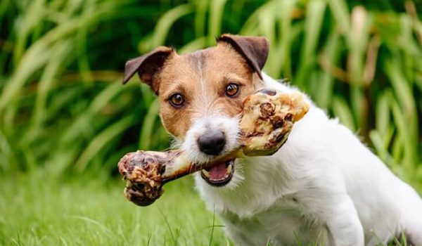 Os à mâcher pour chien