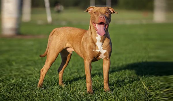 Pitbull terrier chien