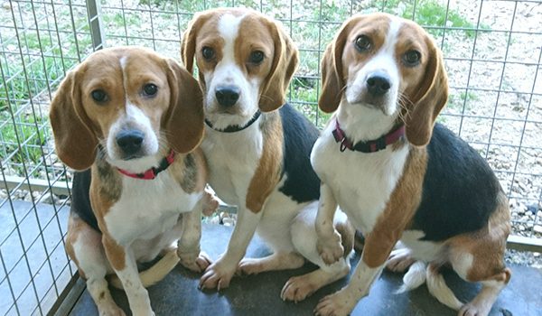 Refuges pour les chien en Grand Est