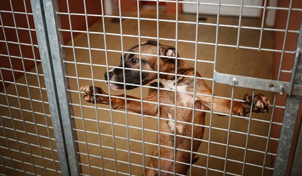 Refuges pour les chien en Île-de-France