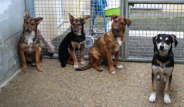 Refuges pour chiens Centre-Val de Loire