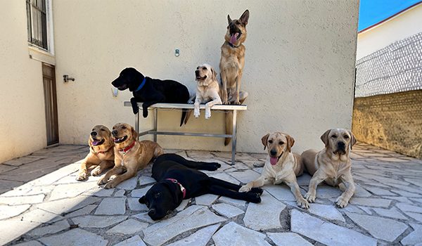 Refuges pour chiens en Corse