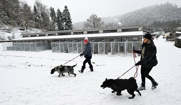 Refuges pour chiens en Hauts de France
