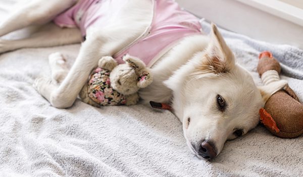 Sterilisation chienne