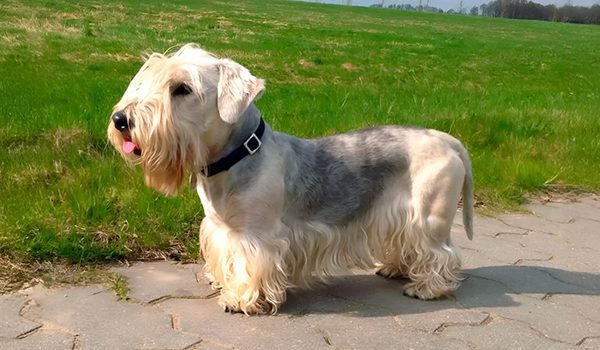 Terrier tchèque