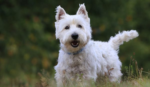 West Highland white terrier