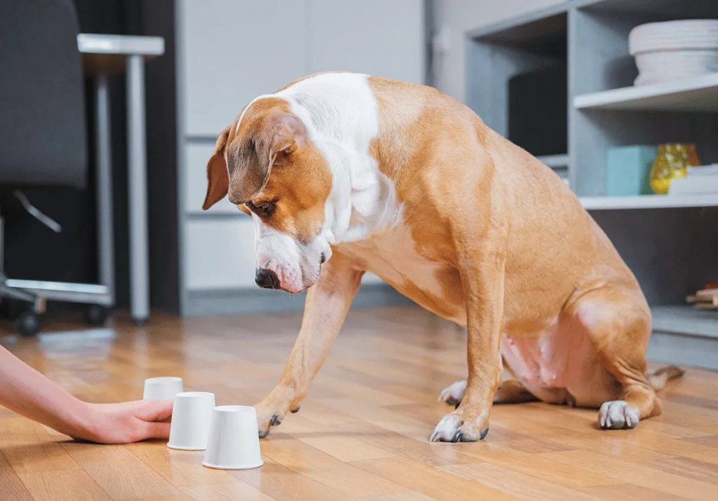 Les jeux d'intelligence pour chien