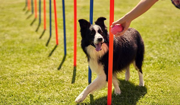 Agility pour chien