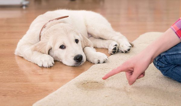 Apprendre la propreté à son chien rapidement et efficacement