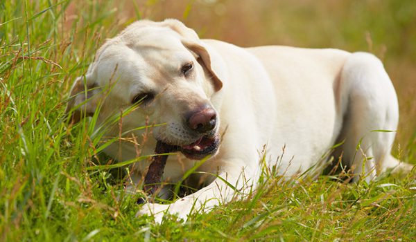 Chien qui mange tout dehors