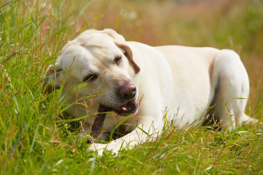 Chien qui mange tout dehors : comment stopper ce danger