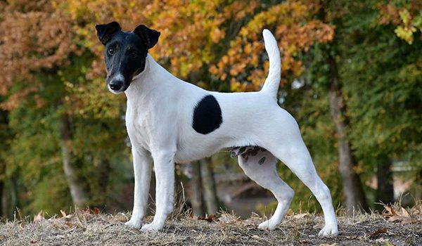Fox terrier à poil lisse