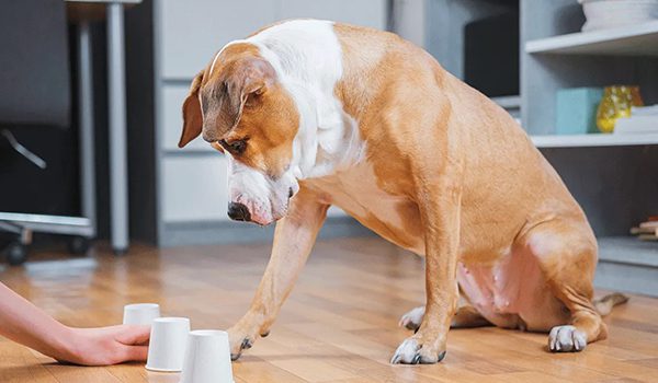 Jeux d'intelligence pour chien