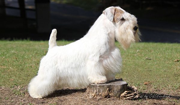 Sealyham terrier