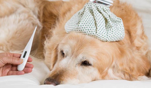 Température normale du chien