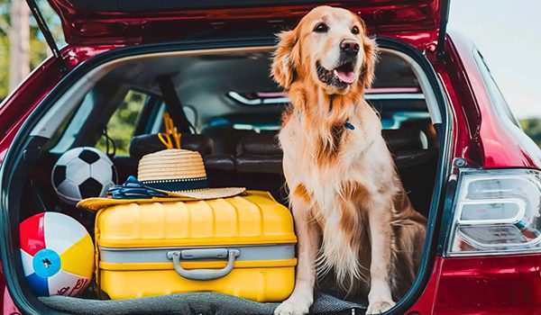 Voyager avec son chien en voiture