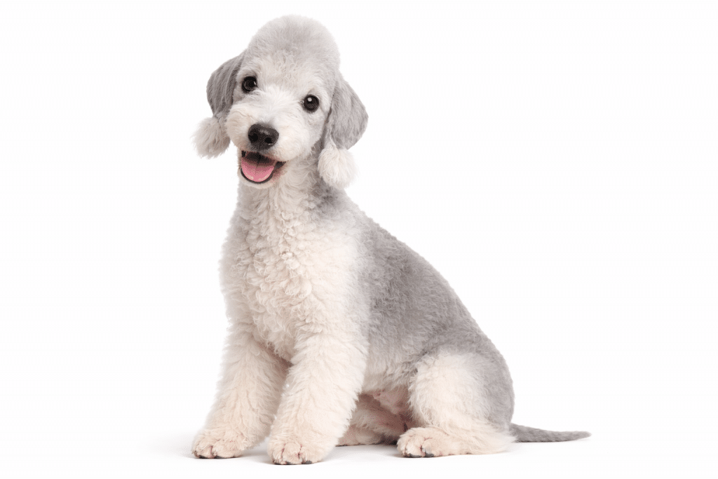 Bedlington Terrier