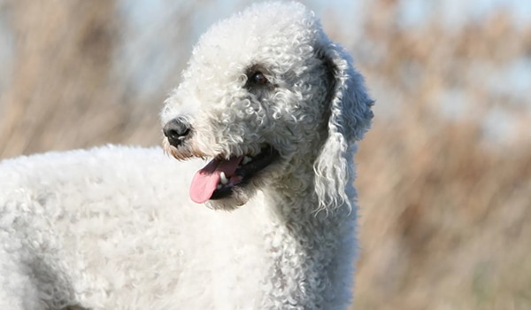 Bedlington Terrier