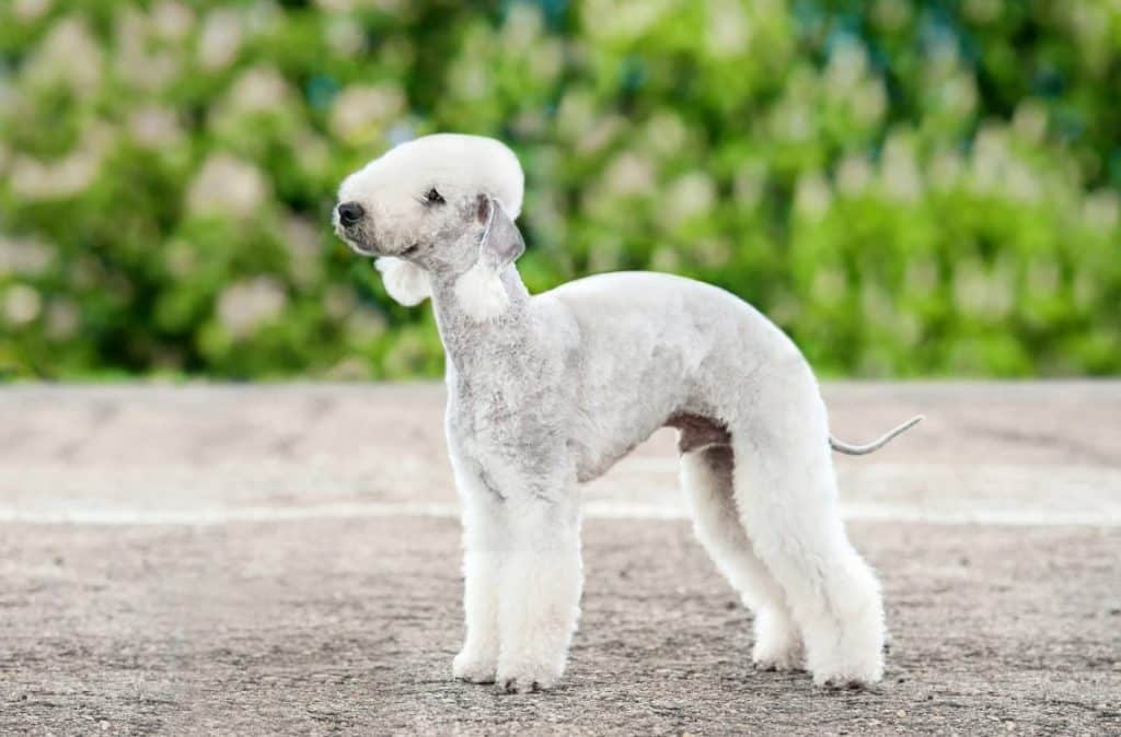 Bedlington Terrier