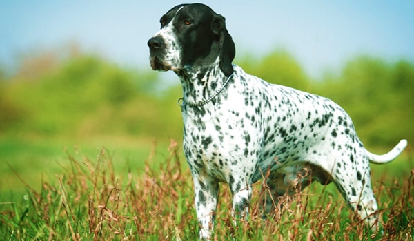 Braque d&rsquo;Auvergne