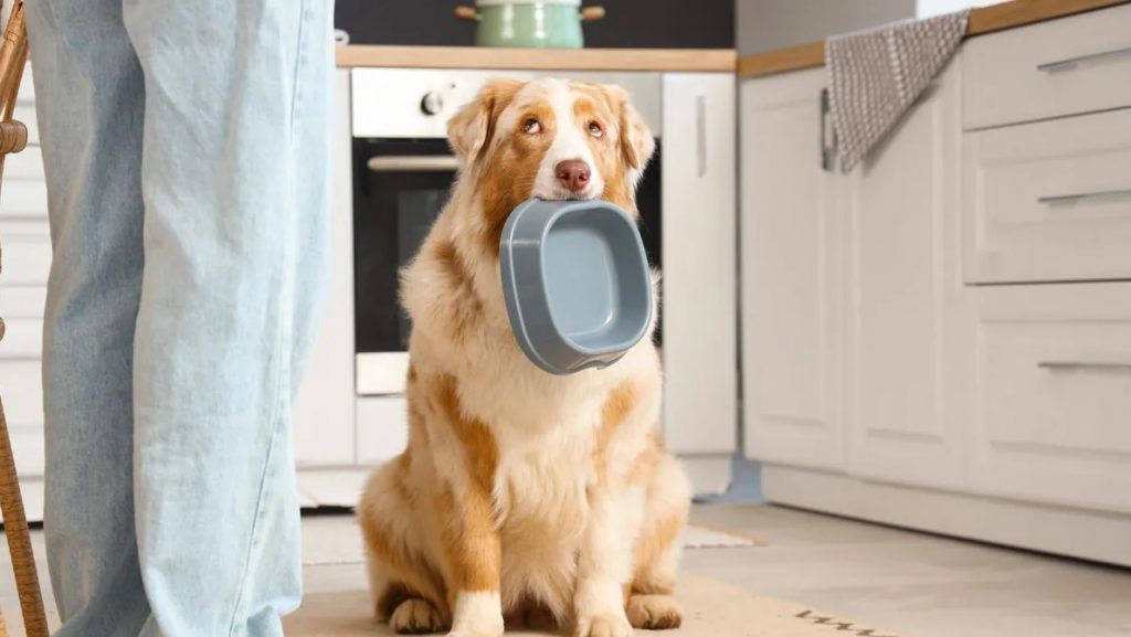 Budget alimentation chien : comment bien choisir sans se ruiner ?