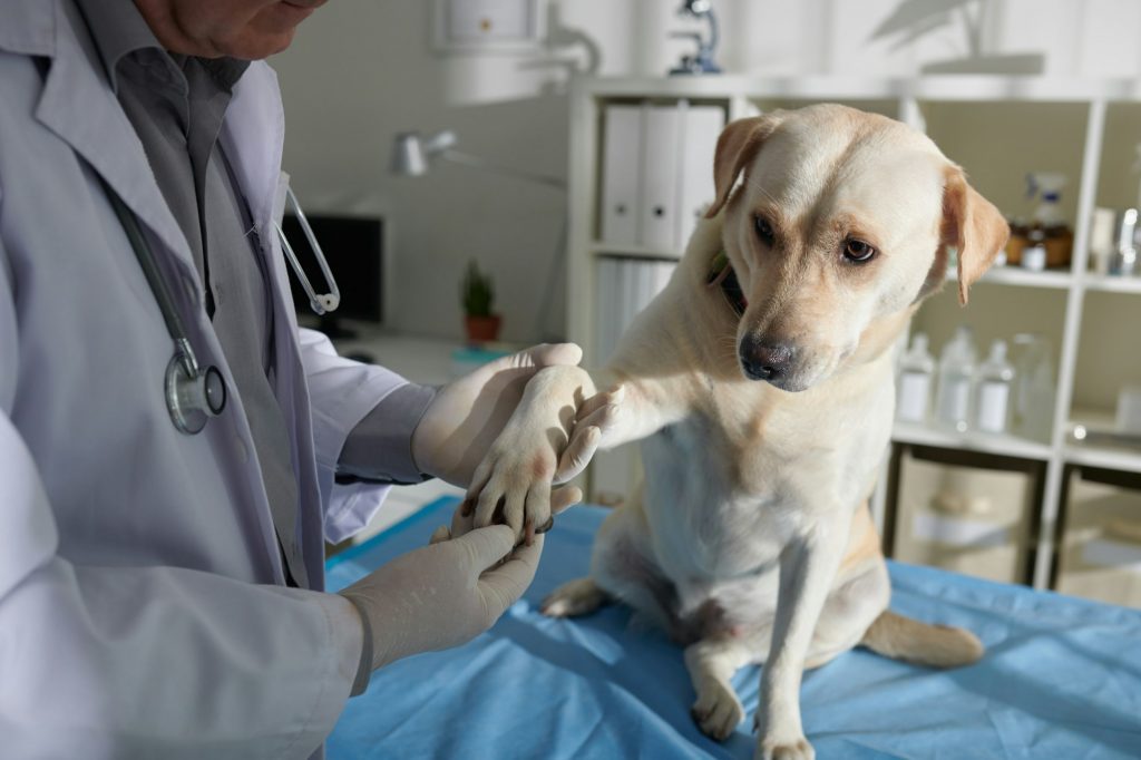 Cancer du chien : 10 signes précoces à détecter absolument