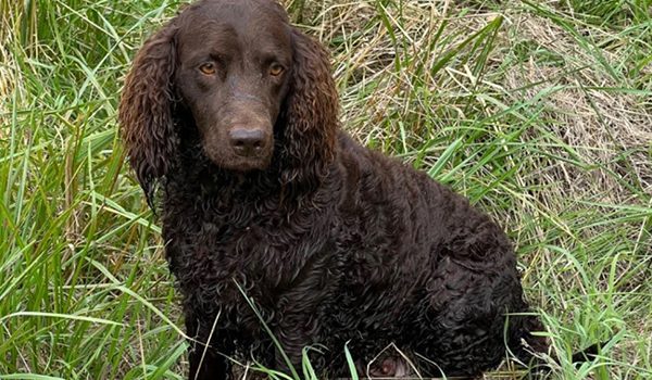 Chien d’eau américain