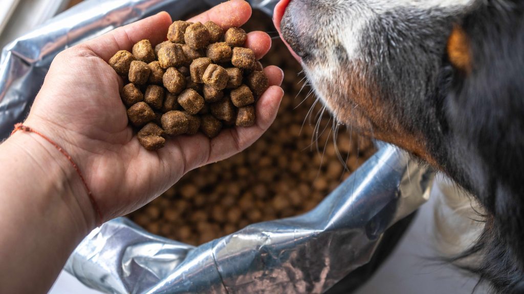 Comment lire les étiquettes des croquettes pour chien ?