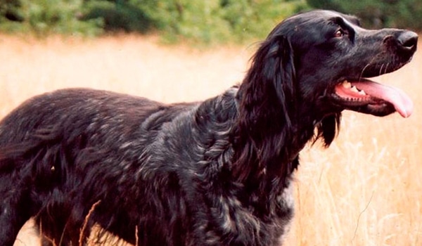 Épagneul bleu de Picardie