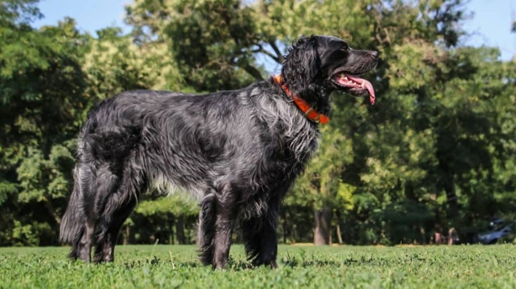 L'Épagneul bleu de Picardie est un chien d'arrêt français