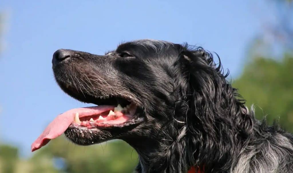 L'Épagneul bleu de Picardie est un chien actif