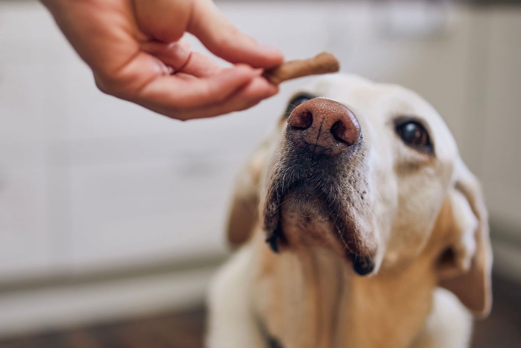 Friandises pour chien allergique