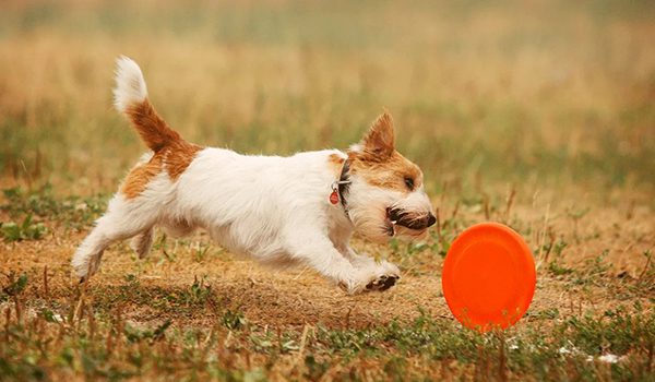 Jeux à éviter avec son chien