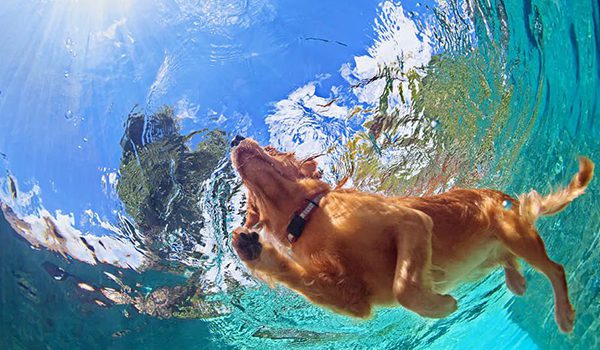 Natation pour chien : bienfaits et précautions de sécurité