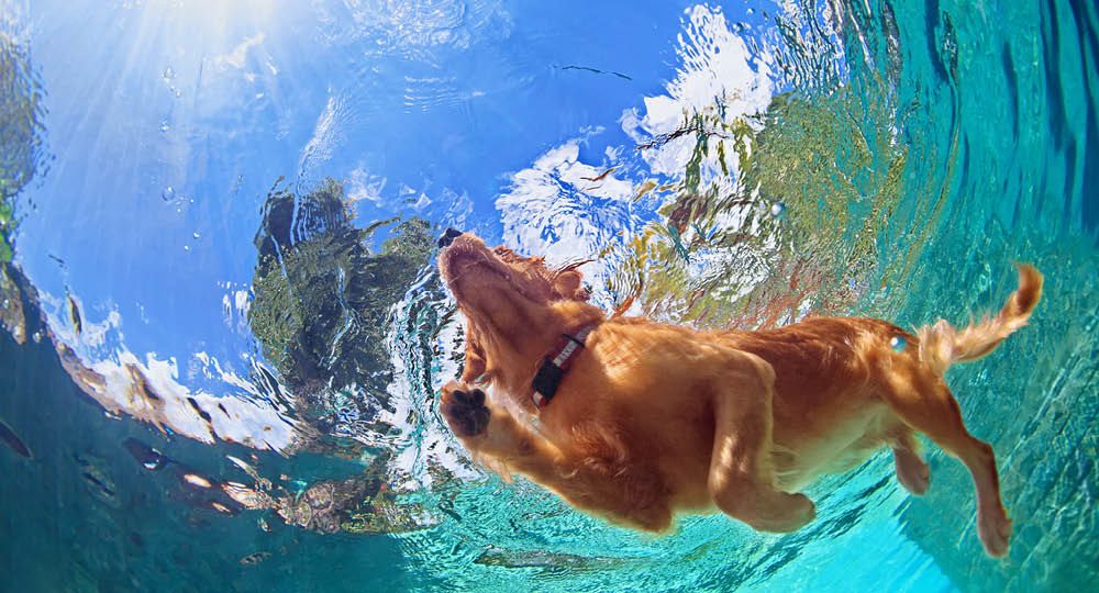 Natation pour chien : bienfaits et précautions de sécurité