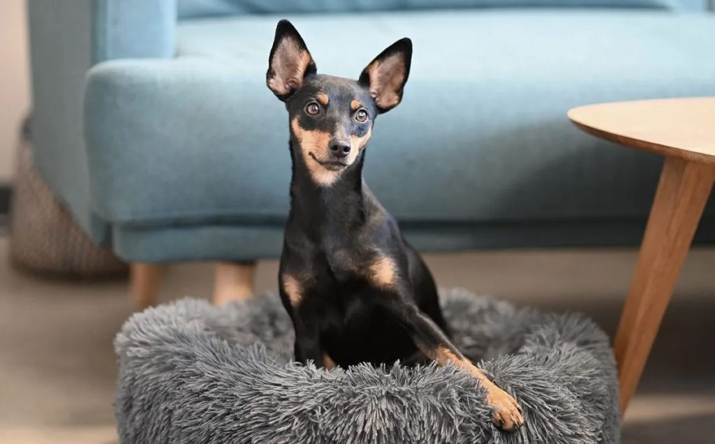 Pinscher nain