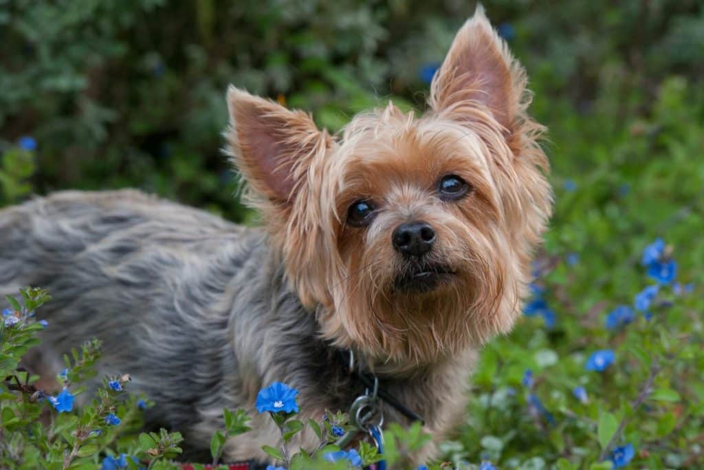 Silky Terrier australien